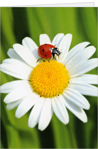 Marienkäfer und Margerite