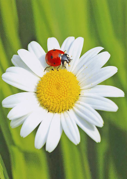 Marienkäfer und Margerite