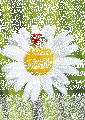 Marienkäfer und Margerite