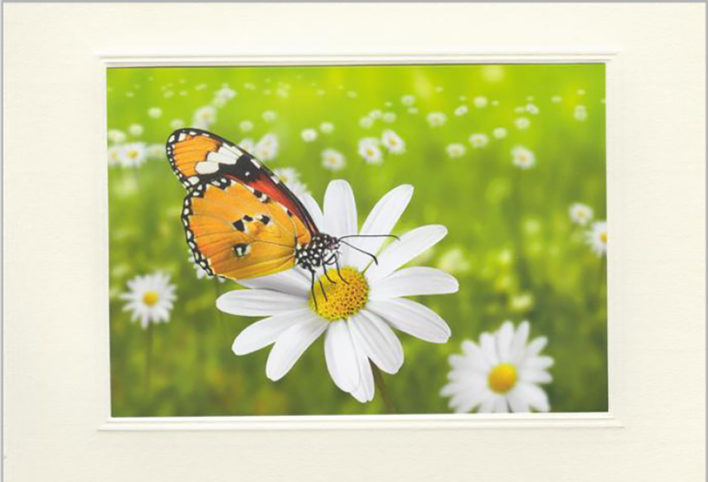 Schmetterlinge auf Blume