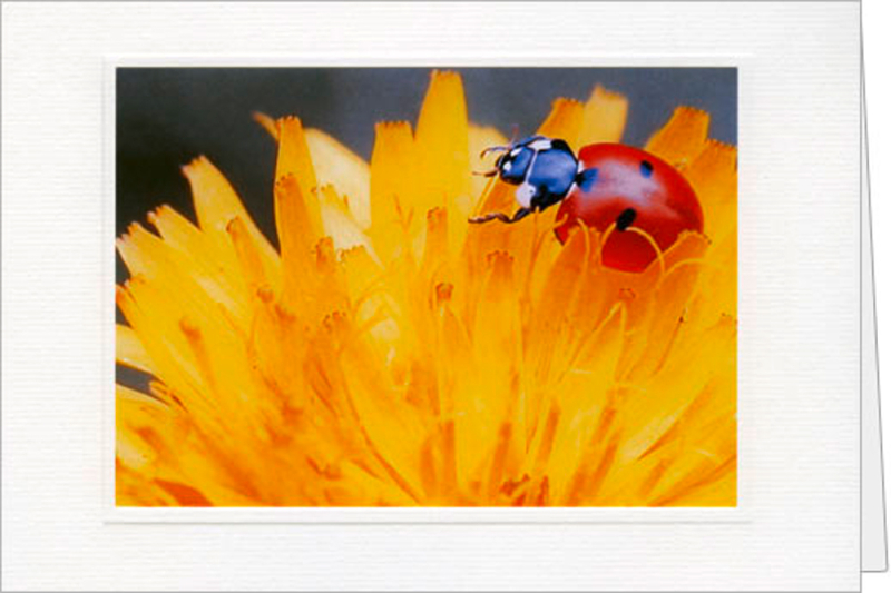 Schmetterlinge auf Blume