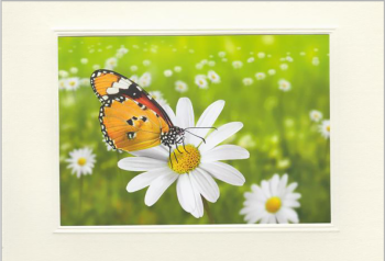 Schmetterlinge auf Blume