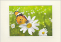 Schmetterlinge auf Blume